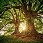 trees-3822149_640